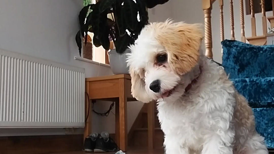 5 mth Cavapoo. training to ring bell